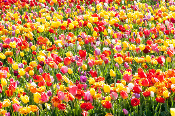 tulipán. Tulipanes coloridos en el jardín
 - Foto, Imagen