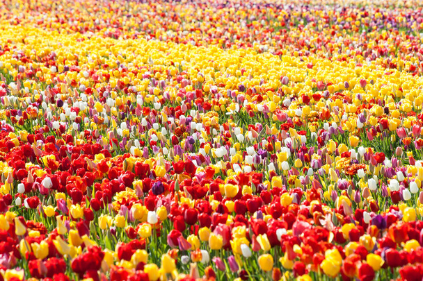 Une tulipe. Des tulipes colorées dans le jardin
 - Photo, image