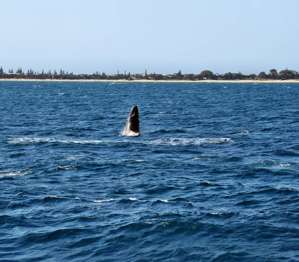 Humpback Whale (Megaptera novaeangliae) breaching at Sunshine Coast, Queensland, Australia - Photo, Image