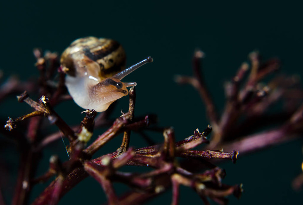Snail on a sprig - Photo, Image