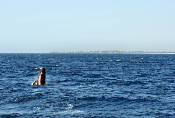 Humpback Whale (Megaptera novaeangliae) breaching at Sunshine Coast, Queensland, Australia - Photo, Image