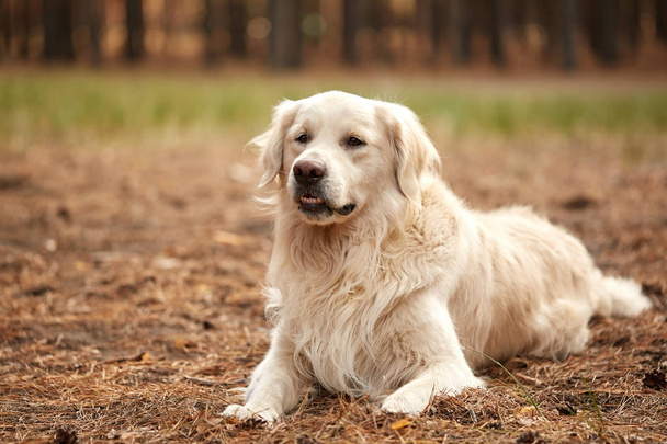 Feliz perro labrador recuperador acostado en la arena del bosque
. - Foto, Imagen