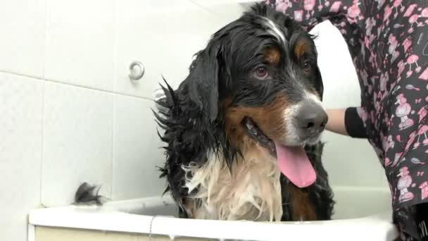 Бернская горная собака принимает ванну
. - Кадры, видео