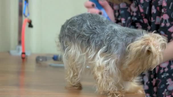 York Terrier Pflege, Slicker Pinsel. - Filmmaterial, Video