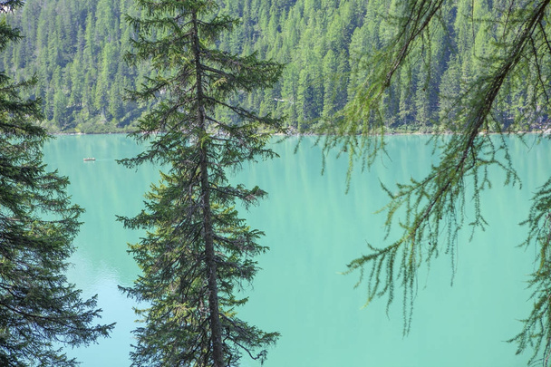 природный вид на озеро и елки
 - Фото, изображение