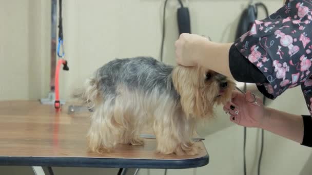 Weibliche Hände trimmen York Terrier. - Filmmaterial, Video