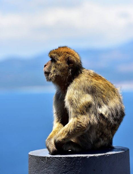 Gibraltar Macaco de berbería
 - Foto, imagen