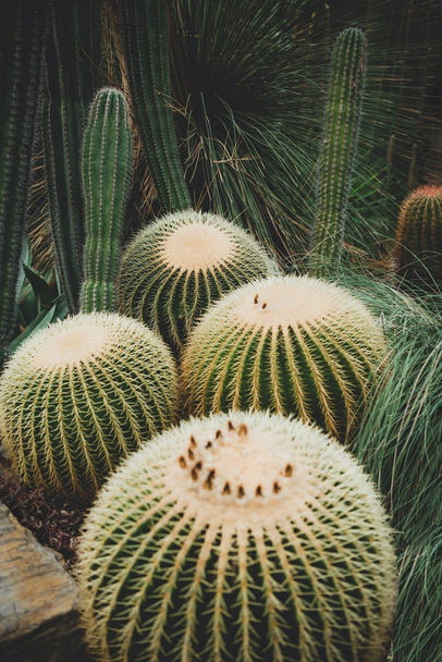 Cactus Closeup, natural texture - Photo, Image