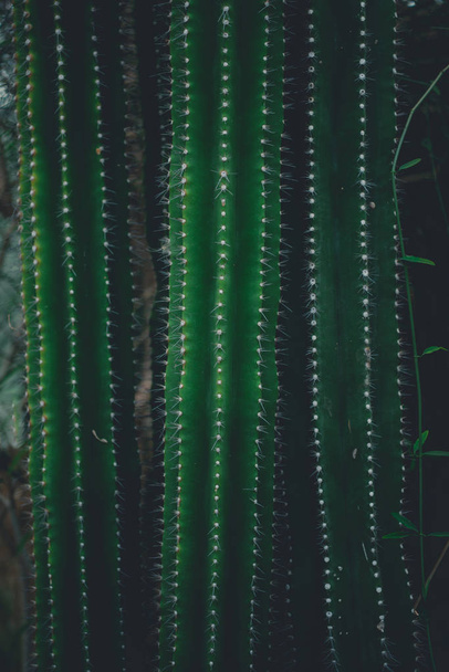 Kaktus lähikuva, luonnollinen rakenne
 - Valokuva, kuva