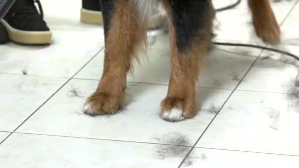 Bernese mountain dog paws. - Footage, Video