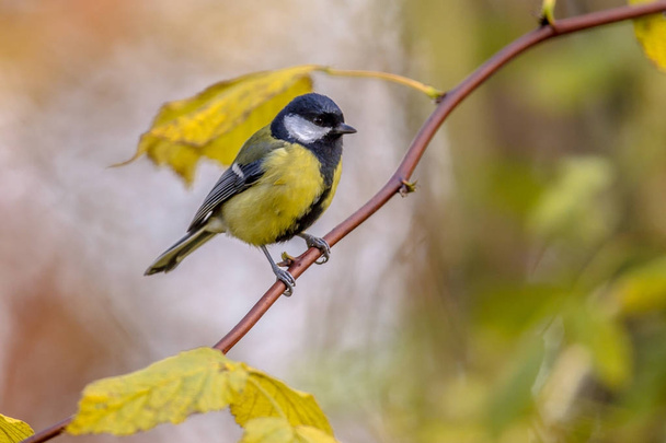 Сад птах Велика цицька з жовтим осіннім листям
 - Фото, зображення
