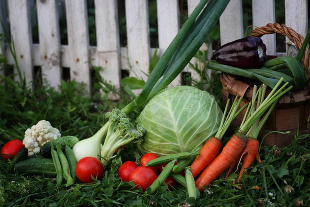 hortalizas en la cosecha cesta
 - Foto, Imagen