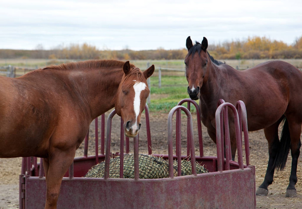 two prairie horses look up from eating hay  - Photo, Image