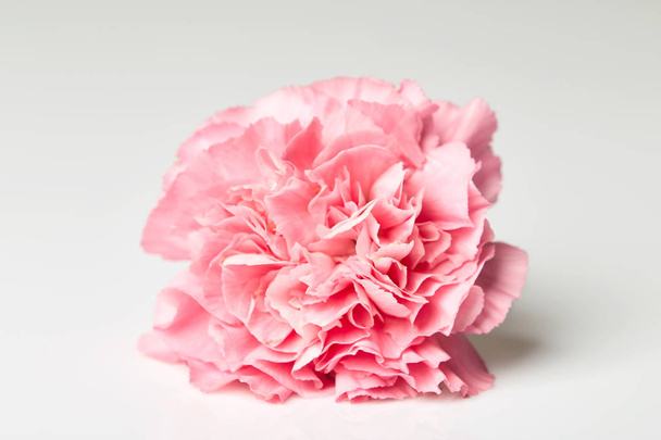 Pink carnation flower on white - Foto, imagen