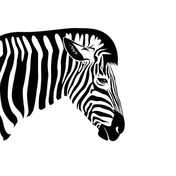 Vettore di una testa di zebra su sfondo bianco. Animali selvatici
. - Vettoriali, immagini