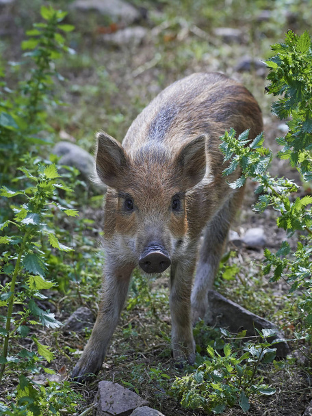 Wild boar (Sus scrofa) - Photo, Image
