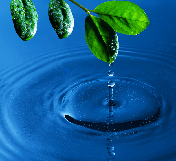 Feuille verte avec eau goutte d'eau sur fond bleu
 - Photo, image
