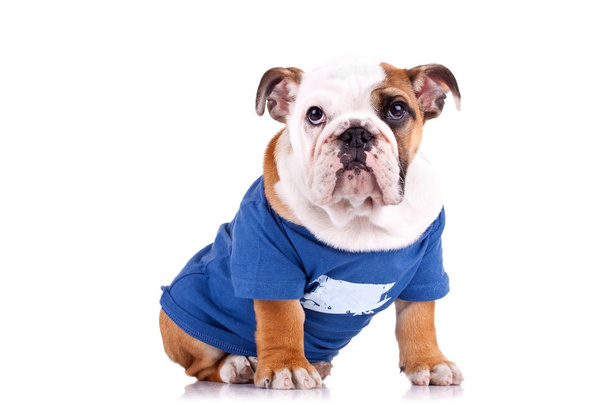 vestido inglés bulldog cachorro sentado
 - Foto, Imagen