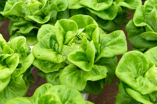 Hydroponic butterhead lettuce - Foto, immagini