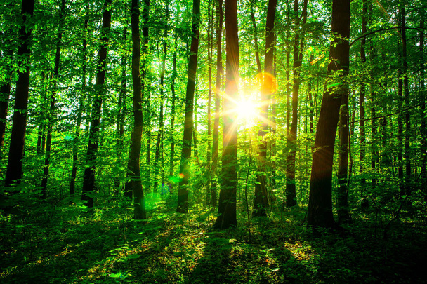 Waldbäume. Natur grünes Holz Sonnenlicht Hintergründe. Himmel  - Foto, Bild