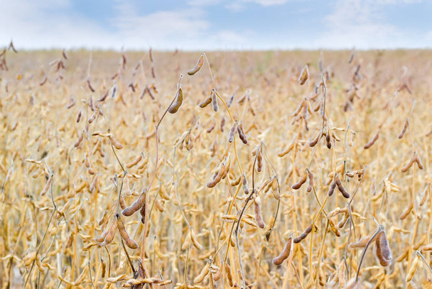 Sojový stonky s lusky proti na hřišti - Fotografie, Obrázek