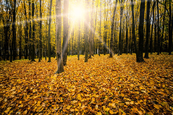 autumn forest trees.  - Fotoğraf, Görsel