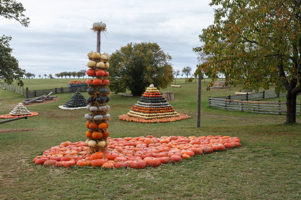 Autumn harvested pumpkins arranged for fun like pyramid - Photo, Image
