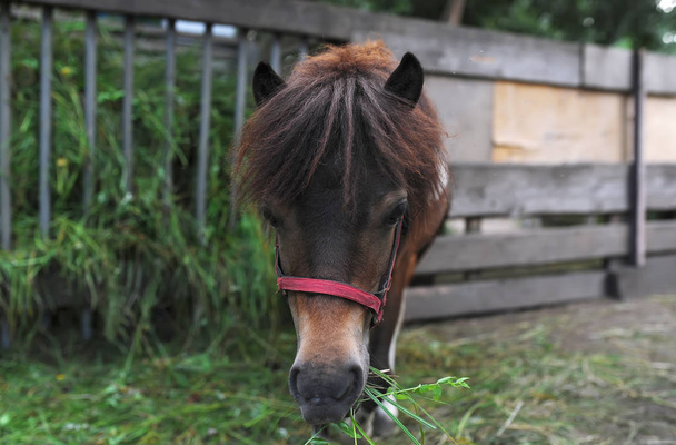 クローズ アップ肖像画の茶色の馬の頭。馬は、ファームで安定 - 写真・画像