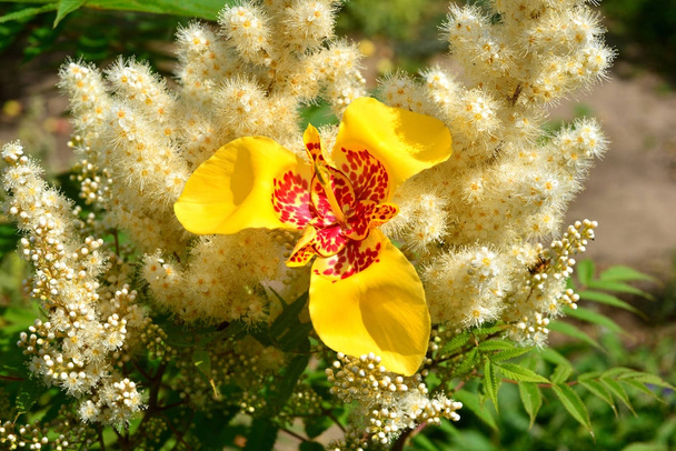 Une fleur de tigridia jaune sur fond de fleurs
 - Photo, image