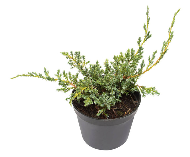 Juniperus horizontalis Blue Chip in una pentola isolata sul dorso bianco
 - Foto, immagini