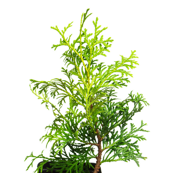 Thuja occidentalis Wagneri in a pot isolated on white background - Photo, Image