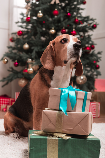 christmas dog - Fotoğraf, Görsel