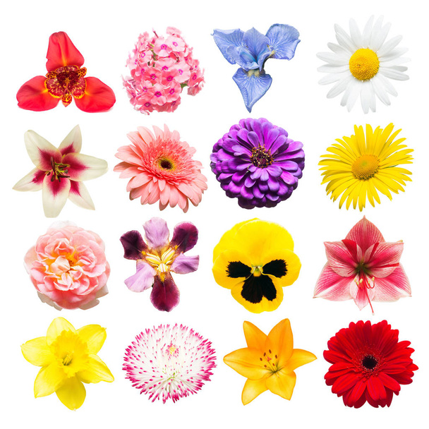 Bloemen collectie van geassorteerde rozen, margrieten, irissen, viooltjes,  - Foto, afbeelding