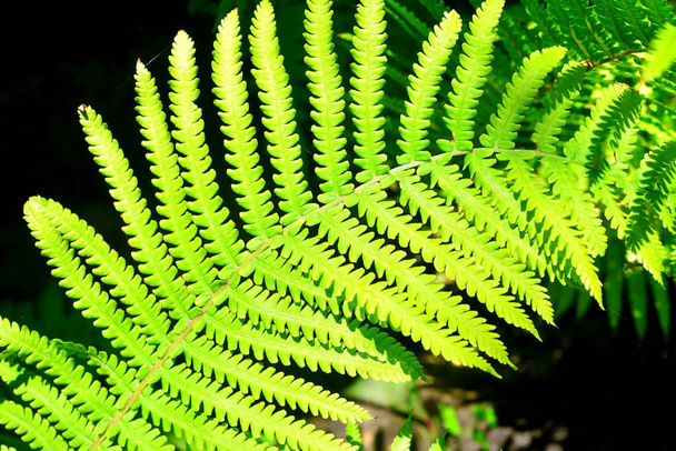 Fern close-up in the garden is lit by the sun - Photo, Image