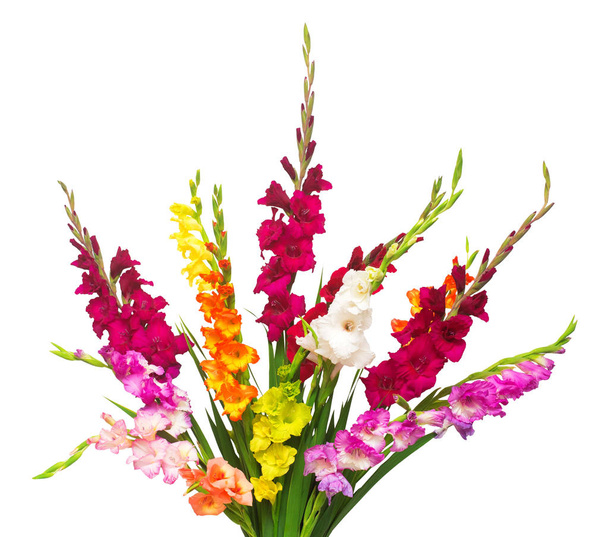 Belo buquê de flores gladiolus multicoloridas isoladas em
  - Foto, Imagem
