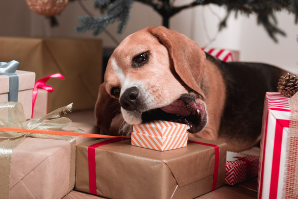 cane cercando di mangiare regali di Natale
 - Foto, immagini