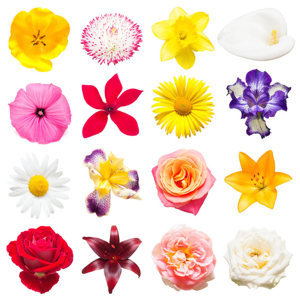Zbiór pięknych iris, cyklamen, lilie, tulipany, chamomil - Zdjęcie, obraz