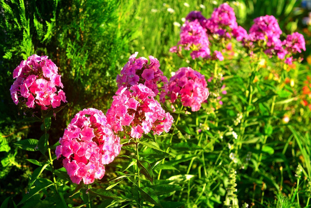 Flor flox rosa en el jardín en los macizos de flores en el backgro
 - Foto, imagen