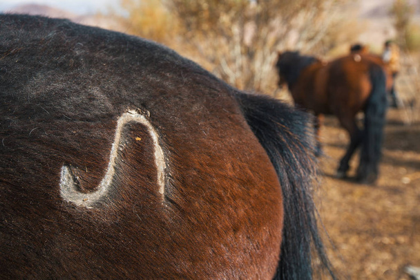 croupe du cheval mongol
 - Photo, image