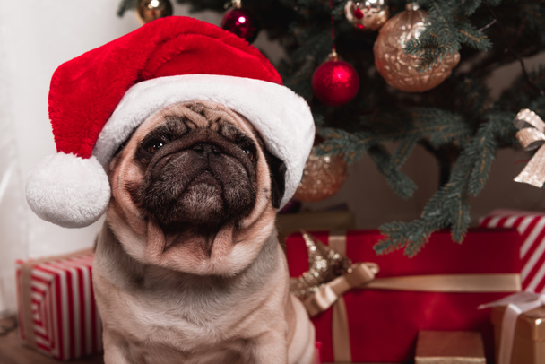 Noel ağacının altında oturan pug - Fotoğraf, Görsel