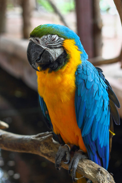 Macaw take a rest on a tree - Photo, image