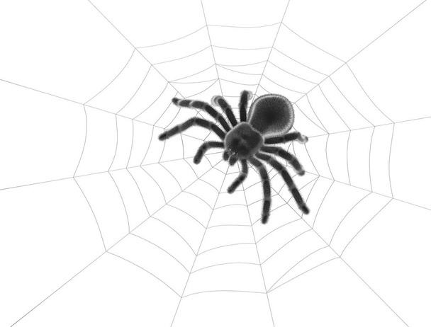 Araña negra en tela de araña - Foto, imagen
