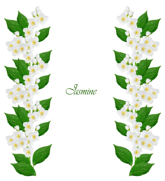 branch of jasmine flowers  - Фото, изображение
