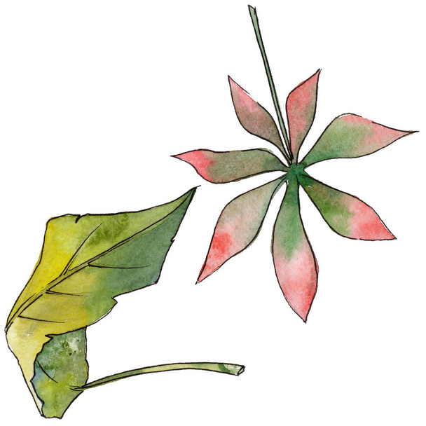 Тропические листья Гавайев в акварельном стиле изолированы
. - Фото, изображение