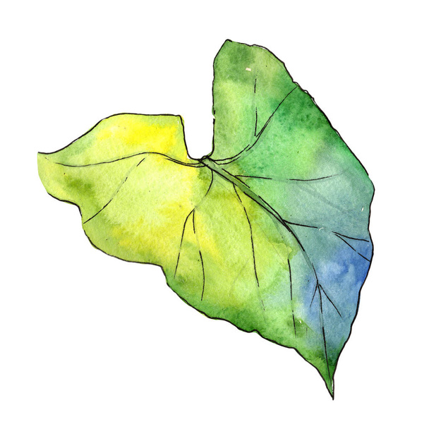 Tropical plant in a watercolor style isolated. - Photo, Image