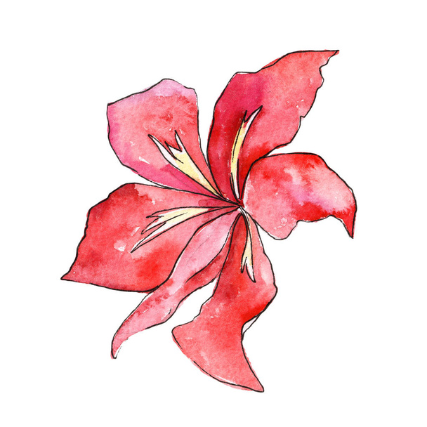 Tropical plant in a watercolor style isolated. - Zdjęcie, obraz