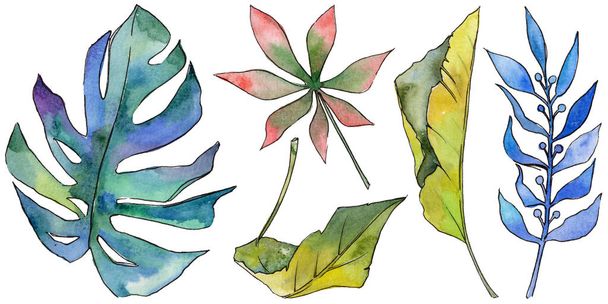Tropical Hawaii leaves in a watercolor style isolated. - 写真・画像