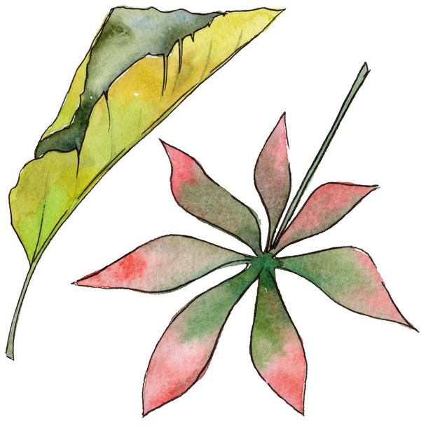 Tropical Hawaii leaves in a watercolor style isolated. - Photo, Image