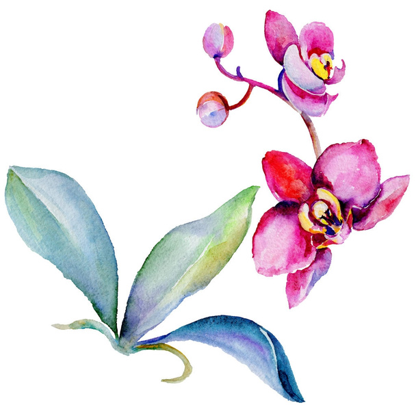 Wildflower Orchidea kwiat w stylu przypominającym akwarele na białym tle. - Zdjęcie, obraz