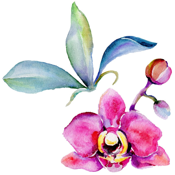Wildflower orchid flower in a watercolor style isolated. - Valokuva, kuva